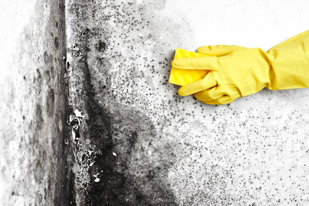 Mold Remediation for Rental Properties in Fort Ashby, WV