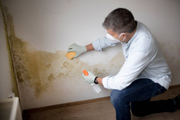 Best Industrial Mold Remediation  in Fort Ashby, WV