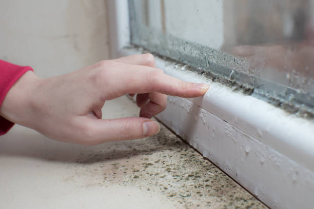 Best Crawl Space Mold Remediation  in Fort Ashby, WV