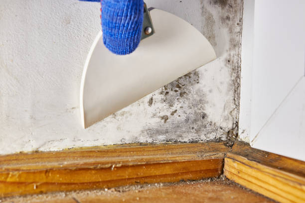 Best Mold-Related Health Consultation  in Fort Ashby, WV