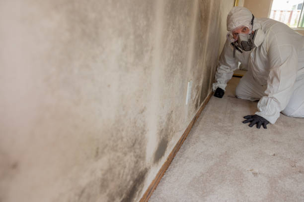 Best Water Damage & Mold Remediation  in Fort Ashby, WV